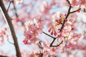 Pink cherry blossom under blue sky