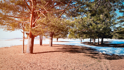 Woodland on a sunny day. Early spring. Snow and sand in fir tree forest. Fir tree woods with golden red toning. Sunset scene outdoors. Beauty of nature. Soft focus. film grain pixel texture. Defocused