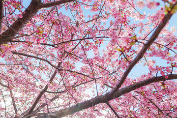 Pink cherry blossom under blue sky