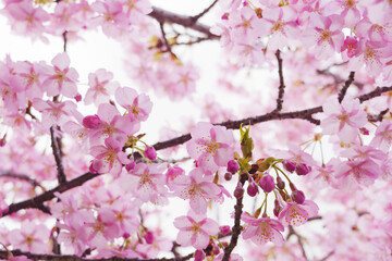 Fototapeta premium Pink Cherry blossom or sakura flower close up