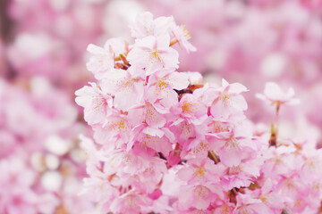 Pink Cherry blossom or sakura flower close up