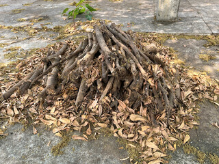 dry branch of a tree in the forest