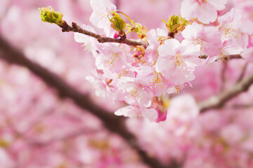 Obraz premium Pink Cherry blossom or sakura flower close up