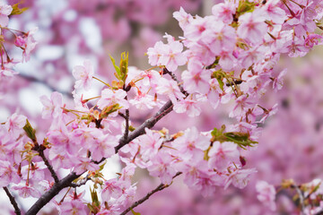 Pink Cherry blossom or sakura flower close up
