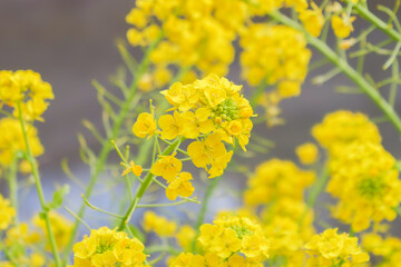 Outdoor yellow Rapeseed Flowers Field Countryside