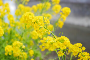 Obraz premium Outdoor yellow Rapeseed Flowers Field Countryside