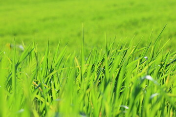 green grass with the background