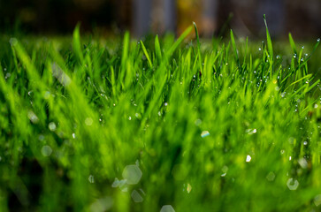 green grass background