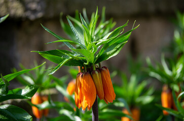 orange lily flower