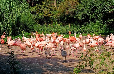 Naklejka premium Czech Republic. Prague. Zoo. Pink flamingos at the zoo. Flock of Pink Caribbean flamingos in a clearing in the garden