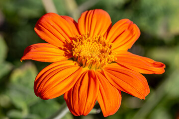 A close up of an orange zinnia flower - 752256727
