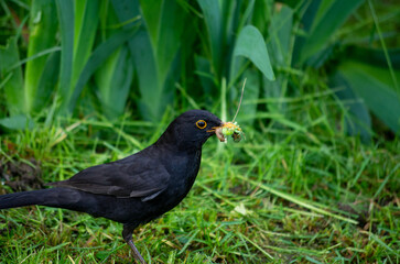 blackbird in the grass