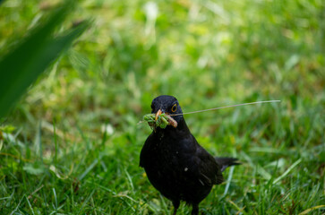 blackbird on the grass