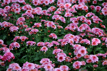 Daisy Poms flower closeup 