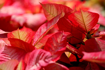Beautiful  poinsettias flower plants