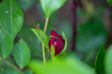 red rose with dew drops