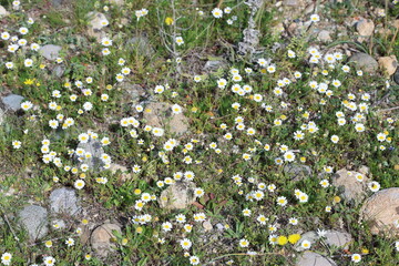 top view of bellis daisies (Bellis perennis)  © UMIT