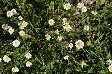 top view of bellis daisies (Bellis perennis)  © UMIT