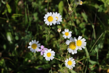 top view of bellis daisies (Bellis perennis) 