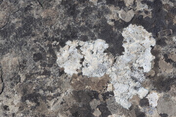 lichen growing on stone. stone texture