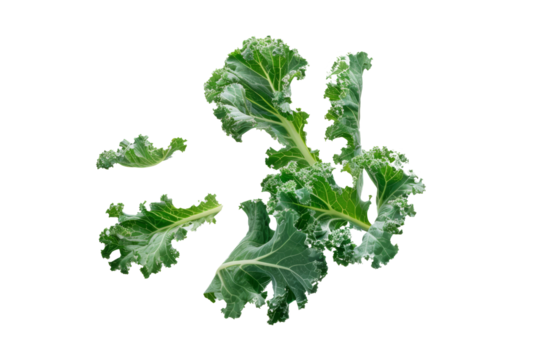 The cabbage leaves float gracefully, highlighting the leafy green texture.