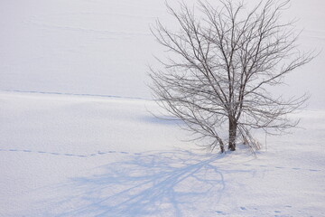 Fototapeta na wymiar 力強さを増しつつある朝の光でまばゆい雪原