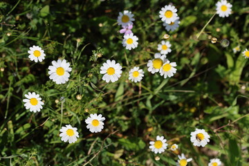 top view of bellis daisies (Bellis perennis)  © UMIT
