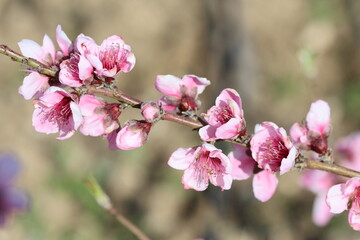 blooms of peach tree in spring