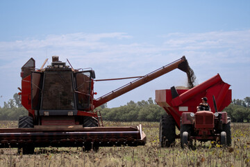 Cosechadora tirando semillas para traslado, campo argentino