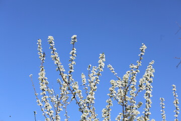 plum tree blooming in early spring