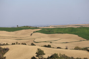 Fototapeta na wymiar plowed field in spring in the Eastern Mediterranean Turkey