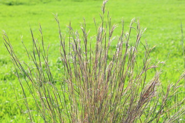 Perennial poa grasses on the roadside - obrazy, fototapety, plakaty