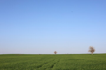 Fototapeta na wymiar a lone tree in the field 
