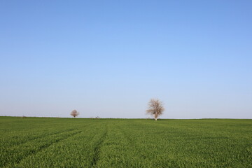 a lone tree in the field 