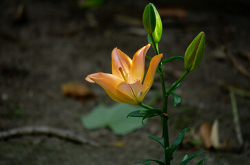 yellow flower in the garden