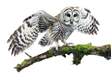 A powerful barred owl perched on a mossy branch, staring intensely at the viewer, with its wings extended to reveal its striking feather patterns.