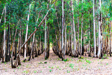 Small forest of eucalyptus trees in the Retama park of Alcala de Guadaira, Seville, Spain