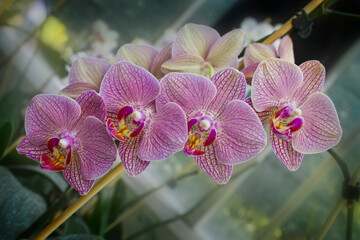 Pink orchid flowers close-up. A blooming orchid in the greenhouse