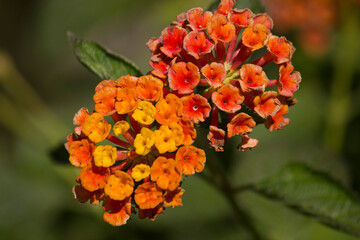 Orange lantana flowers close-up. Flowering lantana in the garden.