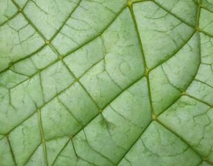 Obraz premium Peepal Leaf Textur. Ai generate 