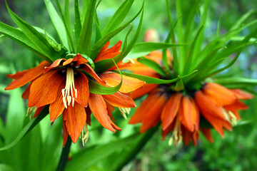 Kwiaty pomarańczowej szachownicy cesarskiej, cesarskiej korony w pełnym rozkwicie. (Fritillaria imperialis L.)  - obrazy, fototapety, plakaty