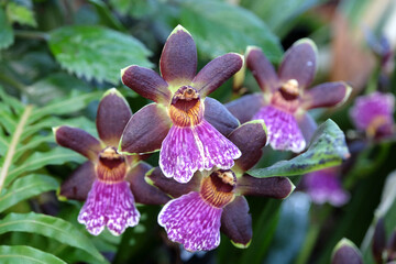 Purple Zygopetalum Adelaide Meadows x Dynamo, also known as a Zygo Orchid, in flower.