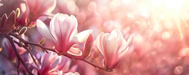 Plexiglas foto achterwand beautiful, wonderful spring background with blooming magnolia branches. wallpaper. banner. © MK studio