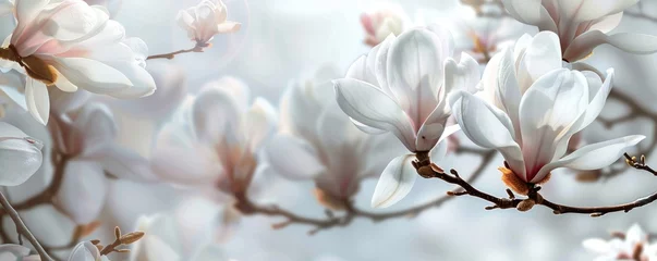 Fototapeten beautiful, wonderful spring background with blooming magnolia branches. wallpaper. banner. © MK studio