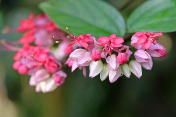 Obraz premium The pink and red flowers of the Clerodendrum splendens, commonly known as the glory tree or flaming glorybower.