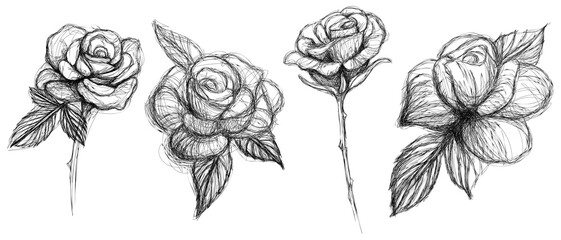 Rose hand drawn isolated on white. Abstract line flower set.