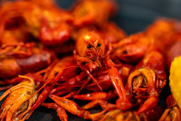One Crawfish on a bed of other Boiled Crawfish 