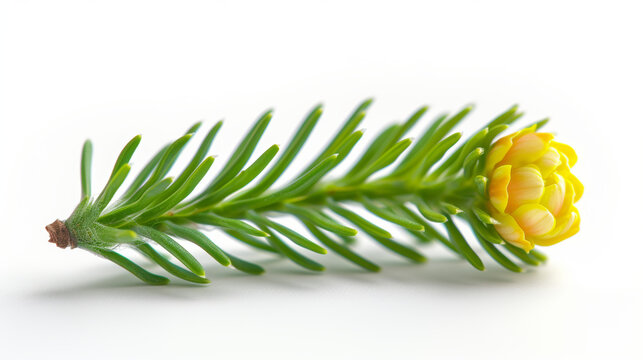 Springle Images – Browse 205 Stock Photos, Vectors, and Video | Adobe Stock