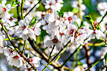 White almond tree flowers in spring. Almond fields. Selective approach