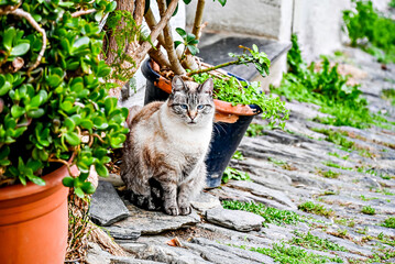 Pretty cat with blue eyes sitting on a street in the picturesque town of Cadaques, Costa Brava, Girona. Felino